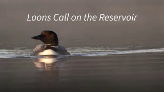 Loons Call on the Reservoir