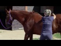 Equine Sports Massage Therapy Demo