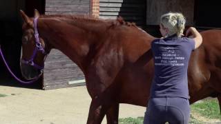 Equine Sports Massage Therapy Demo