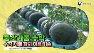 29. 중소과종 수박 수직재배장치 이용기술