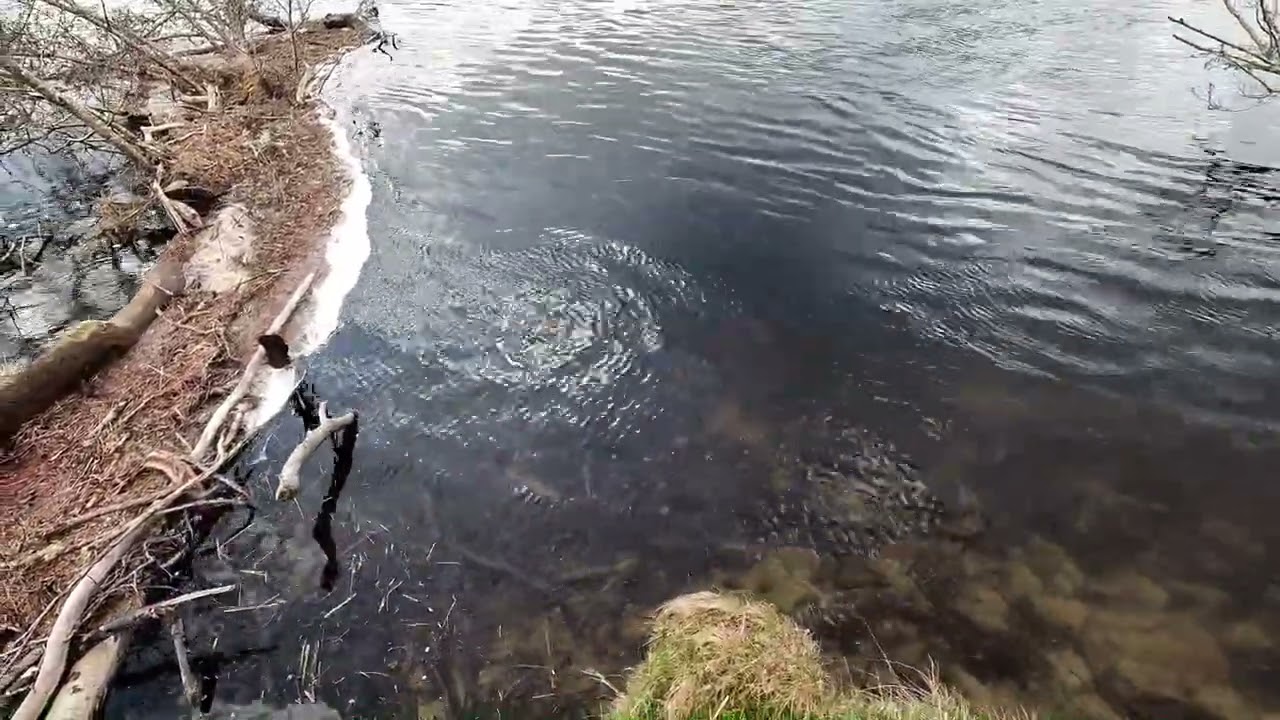 Diesel Spill River Dochart Scotland Part 2 Starting the clean up.