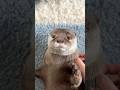 まるで赤ん坊のようなカワウソコタロー