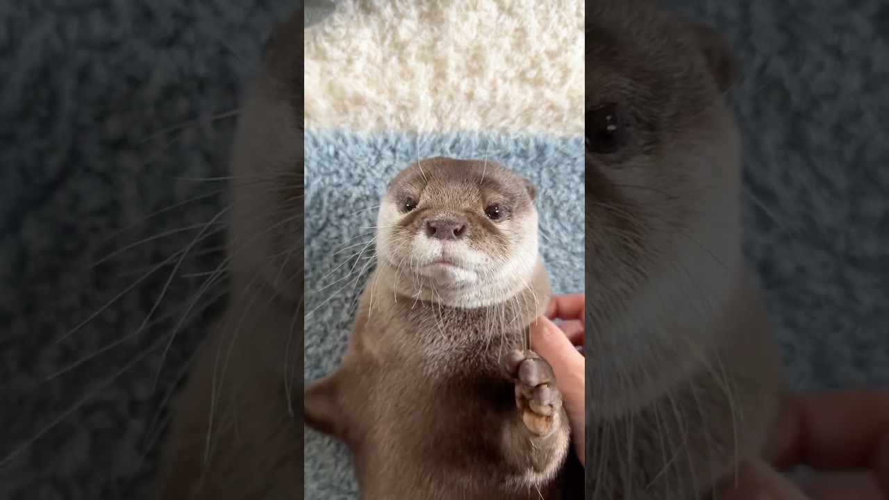 まるで赤ん坊のようなカワウソコタロー