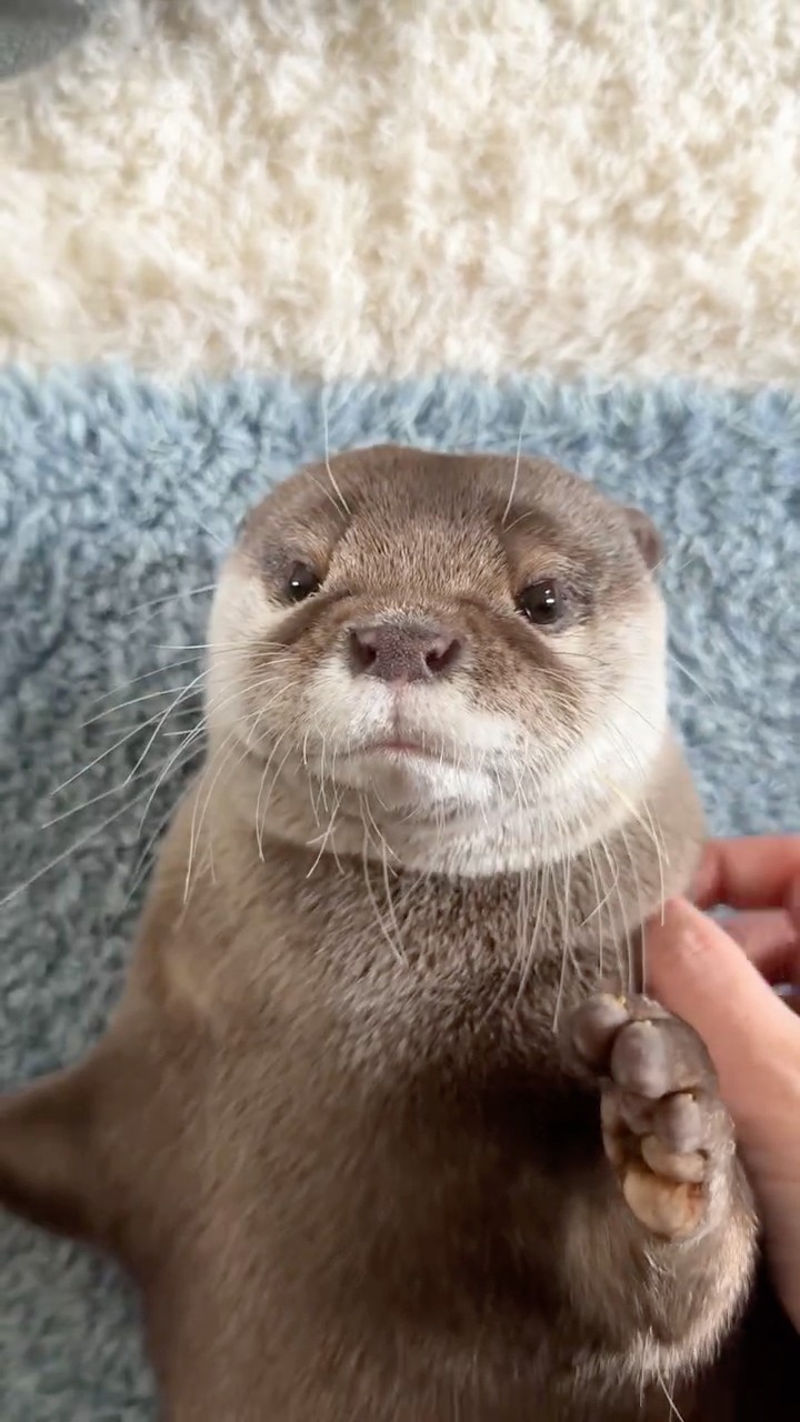 Otter Looks Just Like a Baby - YouTube
