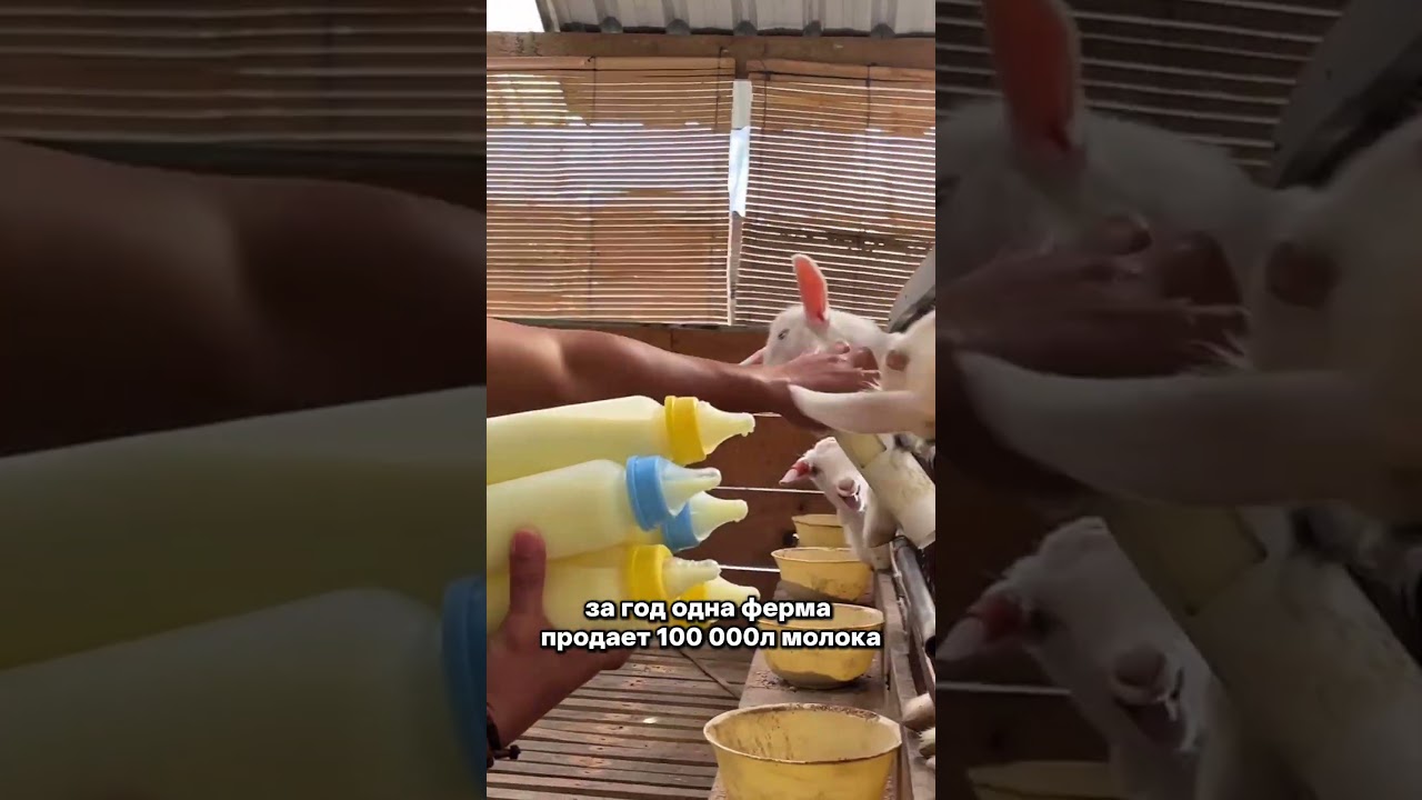 Смотри как автоматизированы процесс дойки, можно сделать стабильный бизнес 