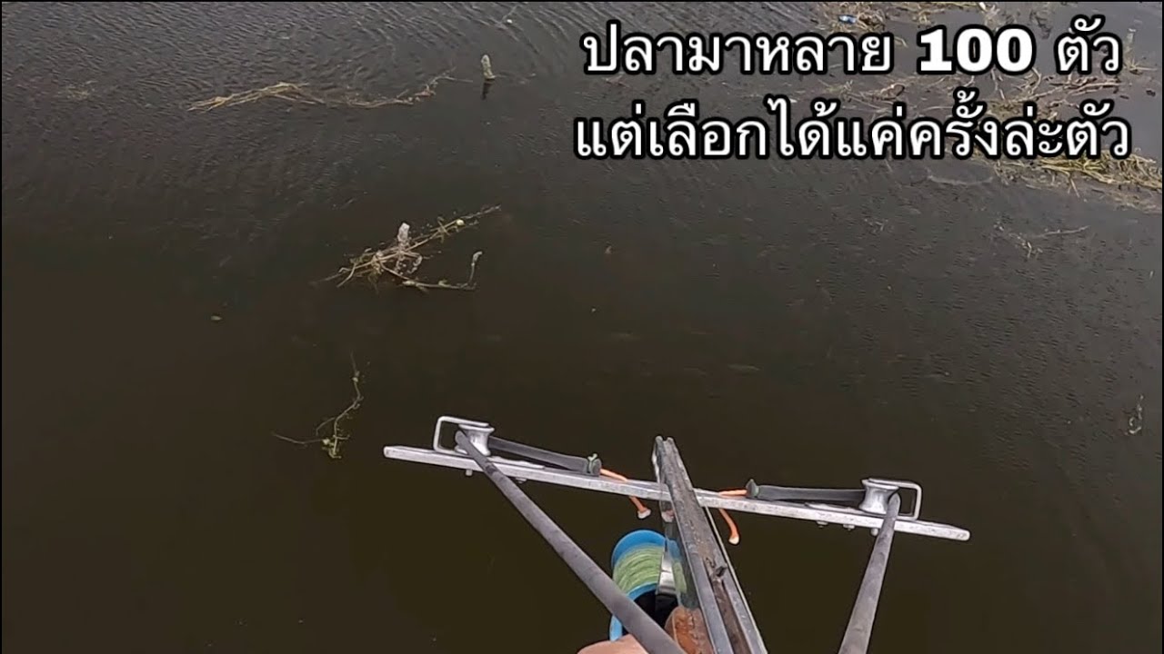 ปลาเข้าเป็นทาง