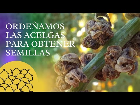 Video: ¿Qué es una semilla monogermen?