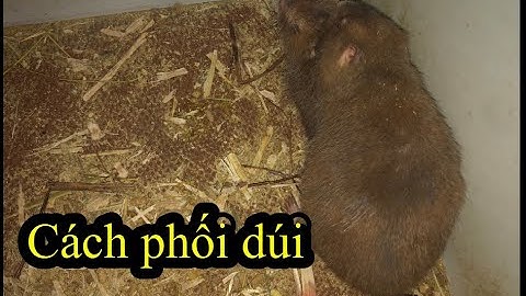 cách phối dúi thành công | ghép đôi dúi | cận cảnh ghép đôi dúi