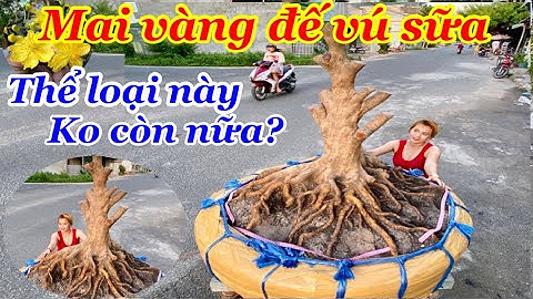 Cây mai vàng siêu đẹp | siêu đế | mai vàng đẳng cấp | mai vàng xù khủng | Út mai vàng Tịnh Biên