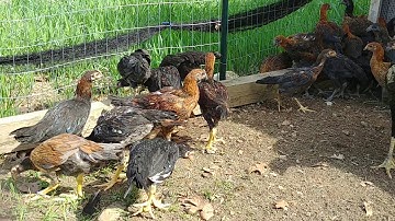 Qaib Ncaws Lauj Kaub part 1