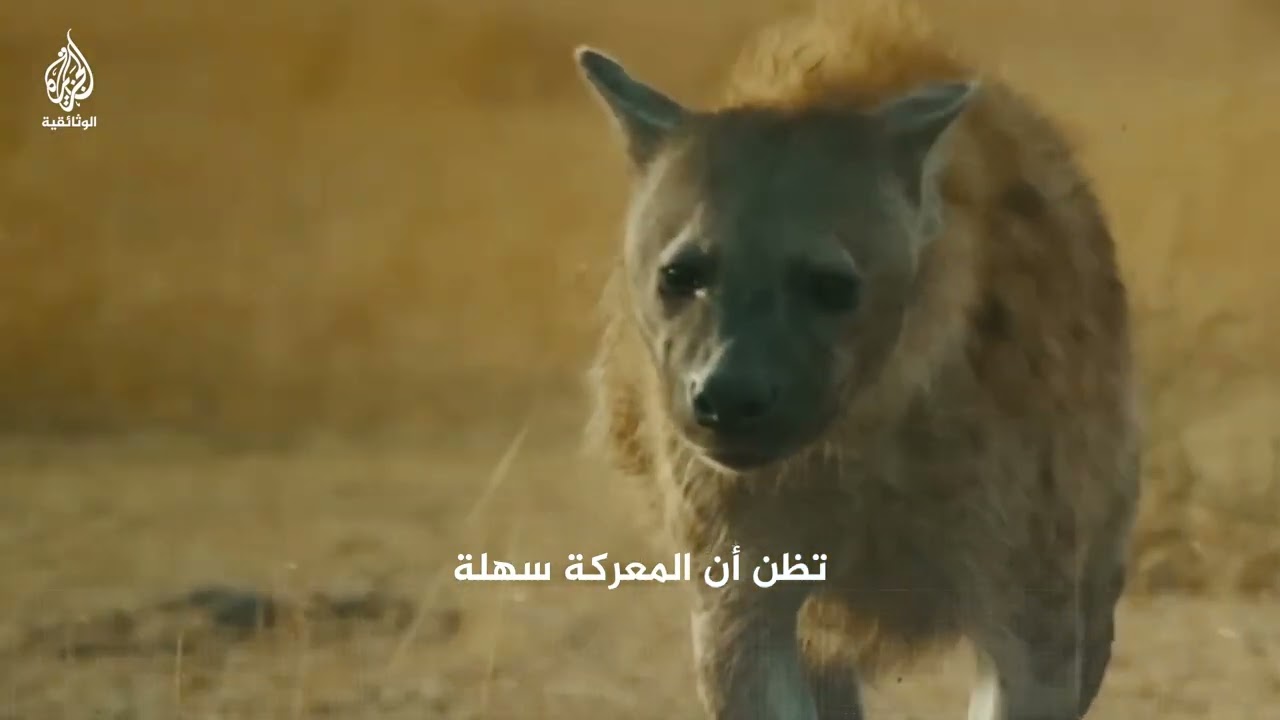 نعامة مستميتة تدحر قطيع ضباع