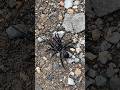 Arachnophobia is real! I didn’t like seeing this big guy. 10 legs trapdoor spider?