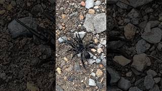 Arachnophobia is real! I didn’t like seeing this big guy. 10 legs trapdoor spider?