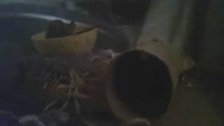 Our Pet Mouse Moe playing with his Tissue Roll by The Xplorerz 14 views 1 month ago 2 minutes, 46 seconds