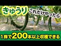【きゅうり】コレらをやるだけで1苗200本以上の収穫が目指せます！