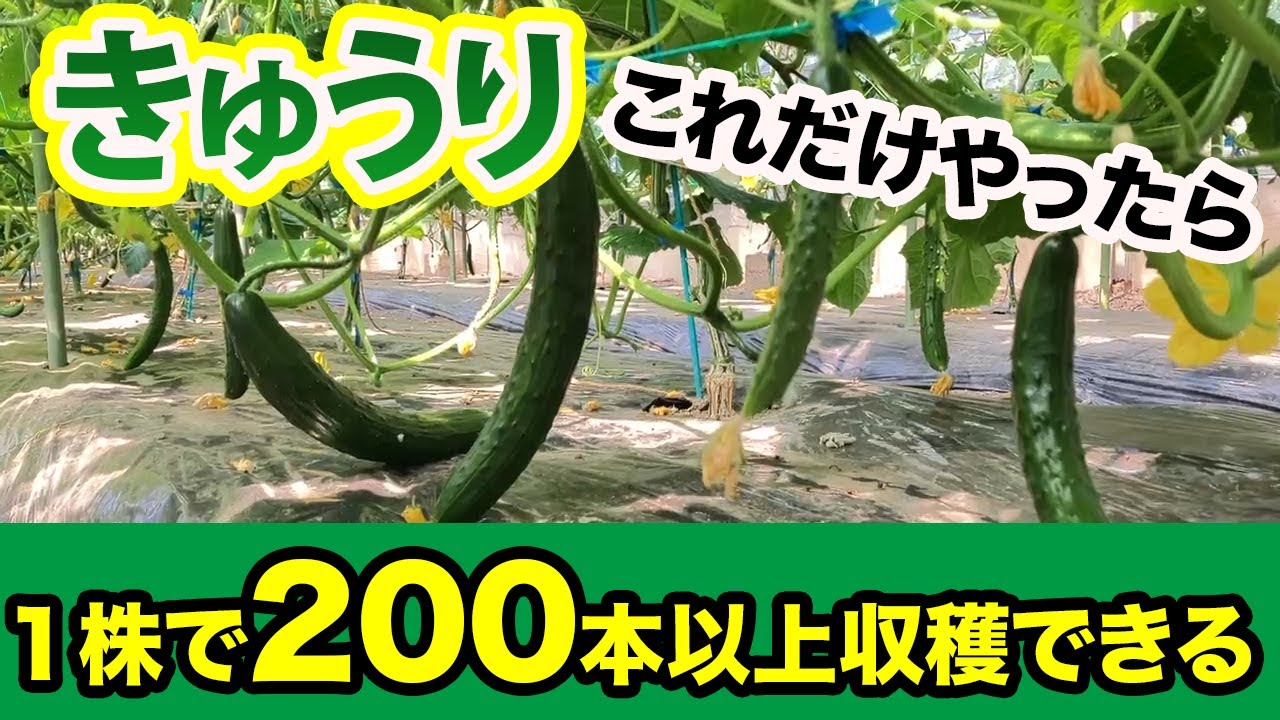 【きゅうり】コレらをやるだけで1苗200本以上の収穫が目指せます！