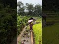 Rainy Walk Through the Rice Fields 🌧️🌾 #Shorts