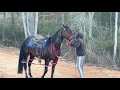 Standardbred Pacer Horse Racing Under Saddle (Collins Mississippi)