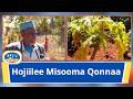 Hojiilee Misooma Qonnaa Aanaa Dirree Xiyyaaraa Fi Aanaa Ereritti Hojjetamaa Jiran
