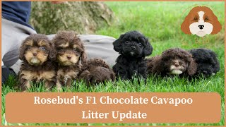 Rosebud's F1 Chocolate Cavapoo Litter Update