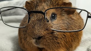 The Smartest Guinea Pig In The World How Smart Are Guinea Pigs