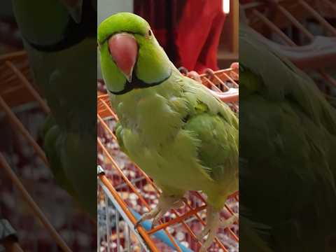 Intelligent Mitthu  #talkingparrot