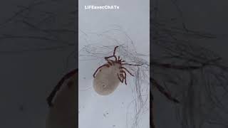 Live Ticks Just Plucked!刚刚拔下的另一只活蜱虫!Tiques Vivantes Juste Cueillies Live Ticks Just Plucked!刚刚拔下的另一只活蜱虫!Tiques Vivantes Juste Cueillies