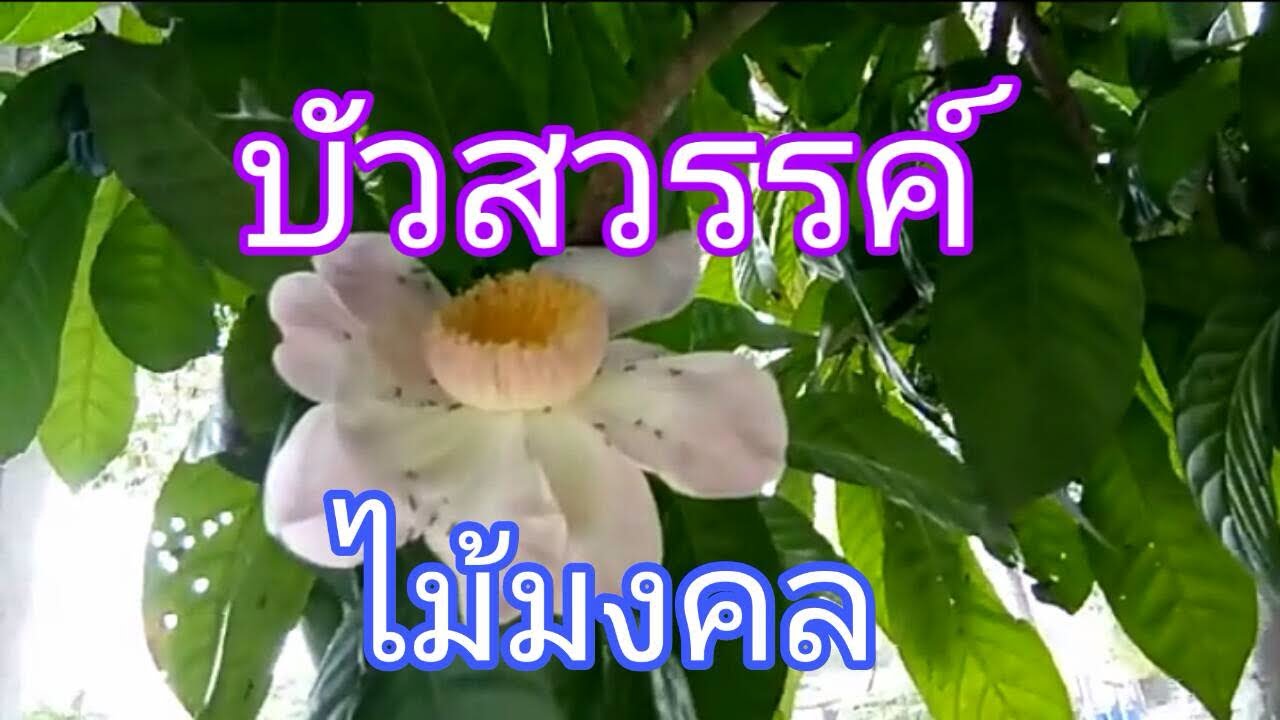 ต้นบัวสวรรค์ #บัวสวรรค์ไม้มงคล