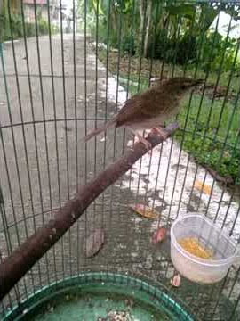 Cigun FHAIRY THAIL  tembak rapet low speed