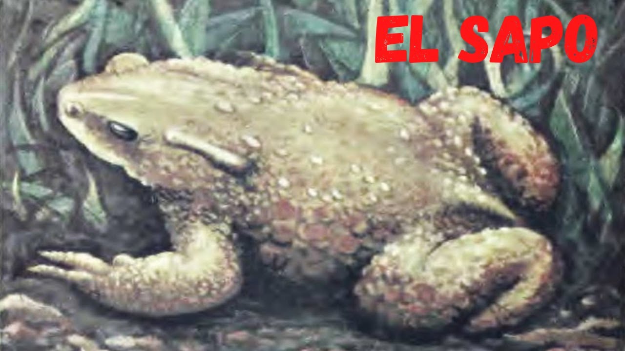 Narración "El sapo", del genial JUAN JOSÉ ARREOLA.NARRACIONES CORTAS