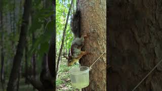 Белочка пьёт воду #squirrel #wildlife #animals