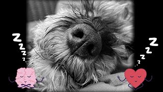 Guided Snore Meditation with Pluto
I’m so EXCITED to be offering my first #guidedmeditation for the Plutoverse!! I’m not a certified #meditation guider, but I have over 15 years practising the the #snore meditation, so I am pretty sure I can help you find your nirvanas. Everyone, please take the time for your self cares! Maybe you could share this meditation with your busy friends so they can slow down their thinking boxes too! ❤️🙏🏼🧘🏽♂️💤 #self-care #relax
Pluto Living™ © NJ Wight Guided Snore Meditation with Pluto