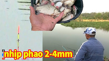 cận cảnh nhịp phao cá diếc nhát ăn siêu nhẹ - cách đánh hiệu quả cho cá nhát