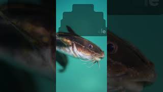 Arti mimpi menggoreng dan kemudian makan ikan lele