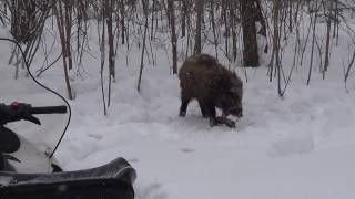 Дикие кабаны встречают охот. инспекторов [1/2]