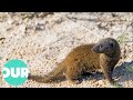 Mongoose the story of an unlikely predator  our world