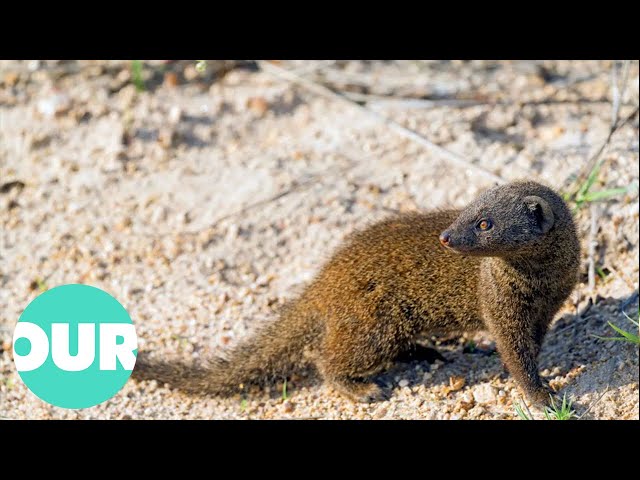 Mongoose: The Story Of An Unlikely Predator | Our World class=