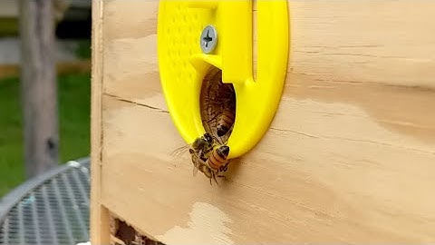 Swarm Trap Getting Some Scouts