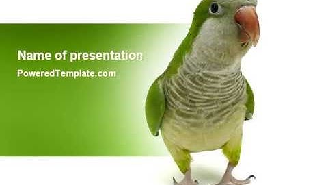 Quaker Parrot PowerPoint Template by PoweredTemplate.com