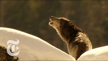 Wolves at the Door | Retro Report | The New York Times