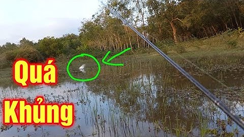 Buổi chiều Câu rê cá lóc | đụng độ thứ dữ | Quang Hưng Vlog