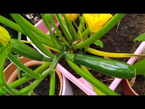 Video: Druk af courgette i containerhaver - Sådan planter du zucchini i potter