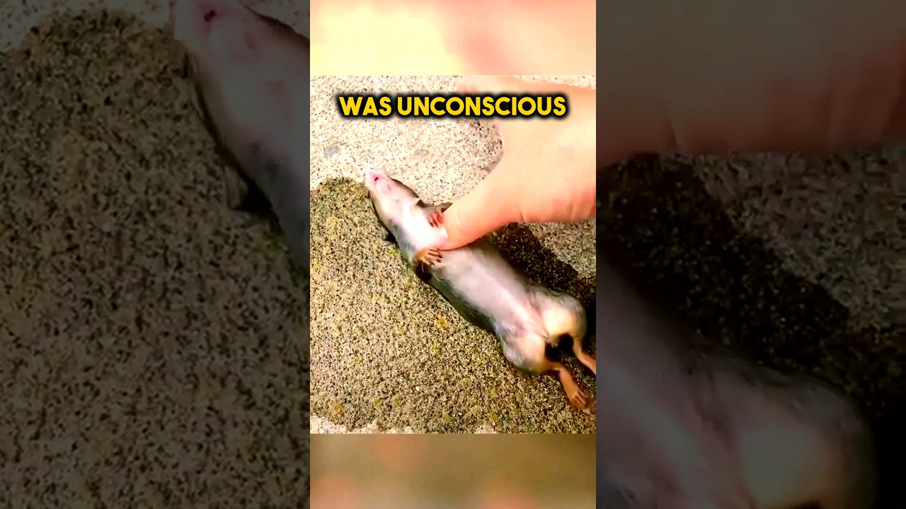 The Chipmunk had Drowned in Her Pool!😲💖😇