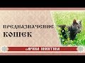 Предназначение кошек | Домашние животные кошки | Арина Никитина