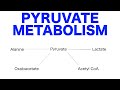 Pyruvate Pathways & Metabolism