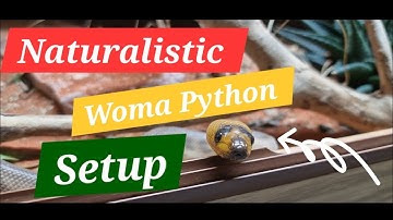 Naturalistic Woma Python Setup - How to Setup a Bioactive Woma Python Enclosure!