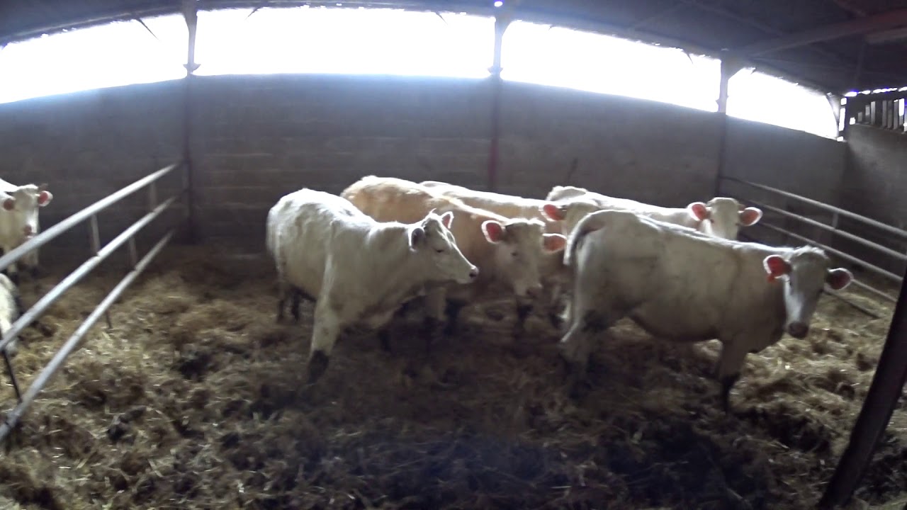 contention génisses pour pesées