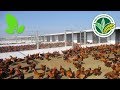 "Mục sở thị" trại gà lớn nhất tỉnh Tây Ninh, thu bạc tỷ mỗi năm | VTC16