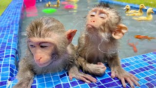 Monkey Baby Bim Bim ขับรถไปที่สระและเปิดไข่เซอร์ไพรส์กับลูกสุนัขในสวน