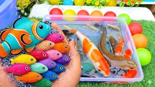 Serok ikan warna-warni air tawar, ikan hias, ikan cupang, ikan koi hias, ikan komet, kura-kura  🐠